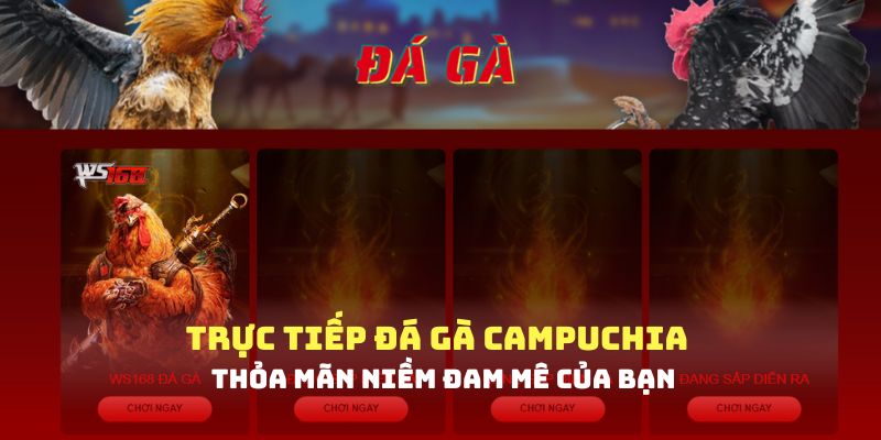 Giới thiệu về sân chơi trực tiếp đá gà Campuchia